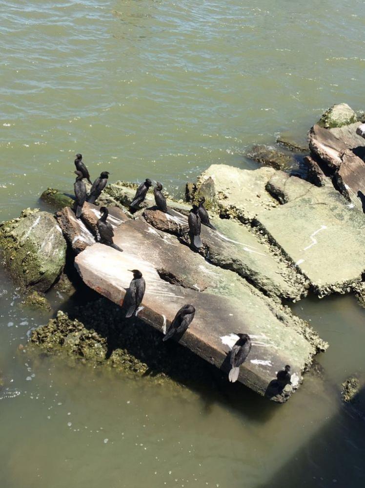 瞧這海邊礁石上：悠閑棲息的海鳥們！